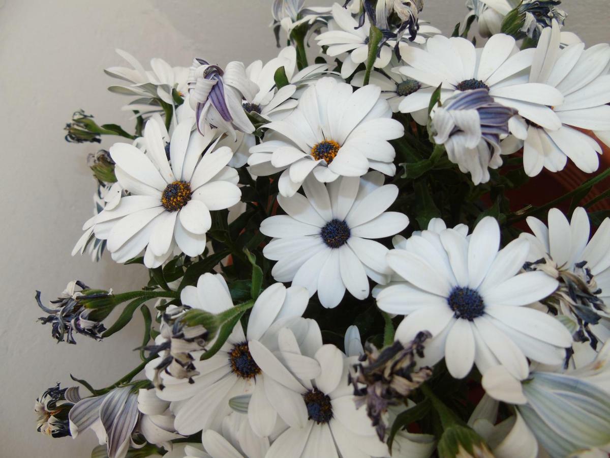 토레 라필로 Mmera Mare 아파트 외부 사진